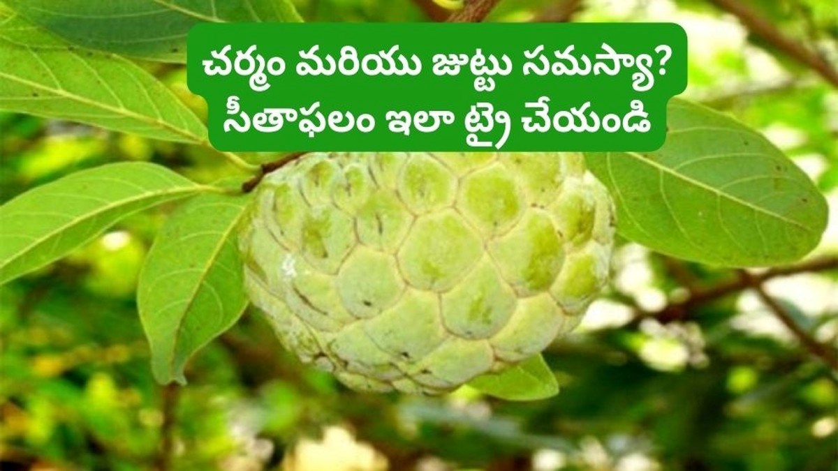 Sitaphala చర్మం మరియు జుట్టు సమస్యకు సీతాఫలం ఇలా ట్రై చేయండి అద్భుతమైన