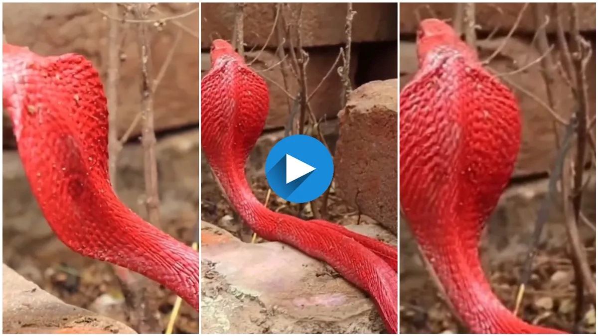 గూస్ బంప్స్ నిగనిగలాడుతున్న ఎర్రటి నాగుపామును చూసారా? వైరల్ అవుతున్న